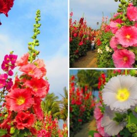 蜀葵種子，蜀葵花海
