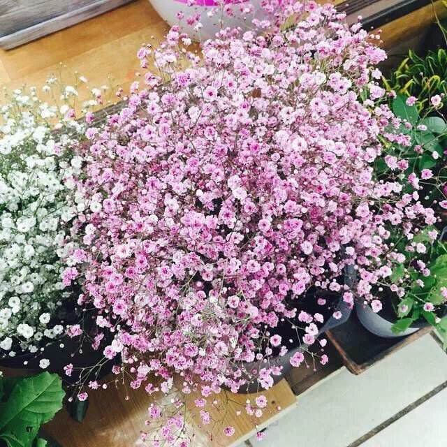 用地膜覆蓋種植滿天星的好處？