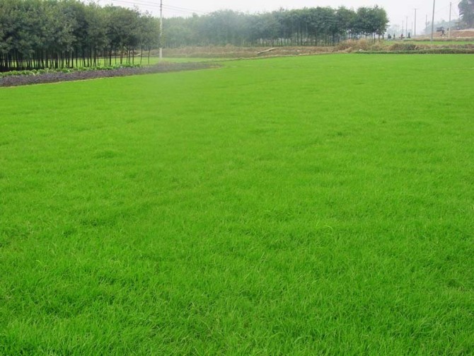 地被植物的選擇標準是什么?