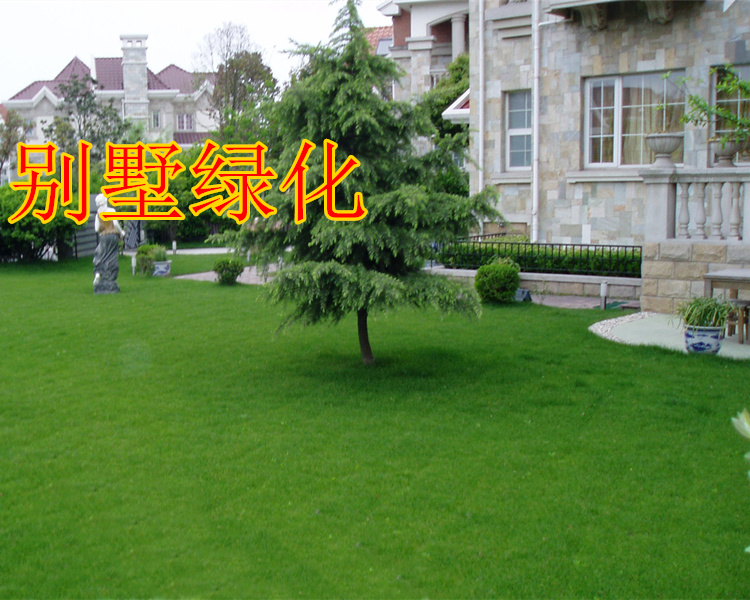 山東哪里有賣草坪的