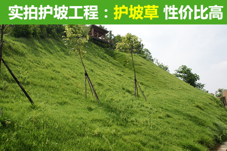 護坡草種子多少錢一斤