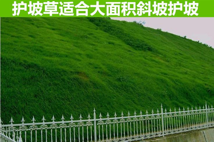 護坡草種子多少錢一斤