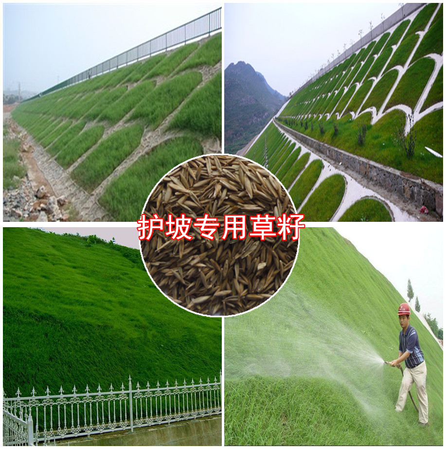 護坡專用草籽