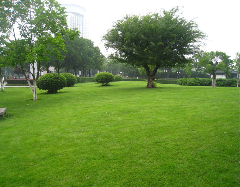 種植草坪對土壤有什么要求