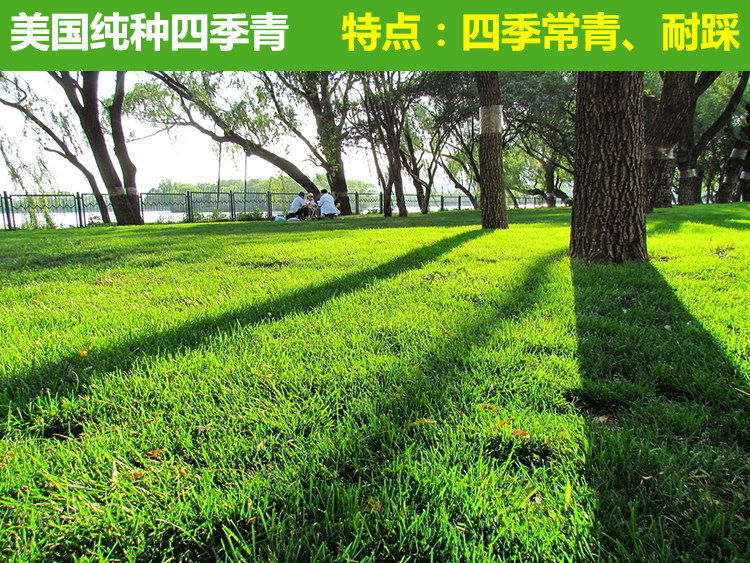 種植草坪對土壤有什么要求