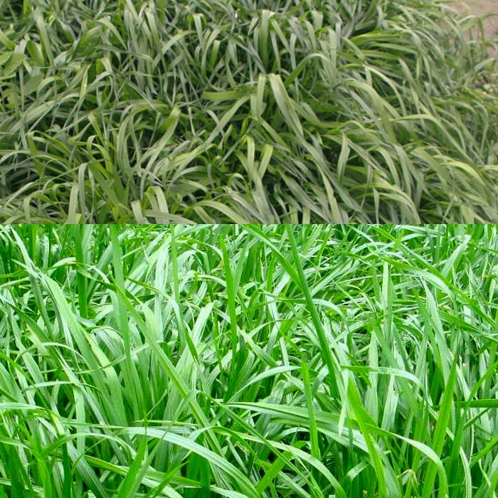 1畝地需要多少斤牧草種子