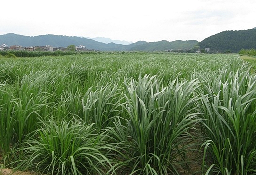 1畝地需要多少斤牧草種子