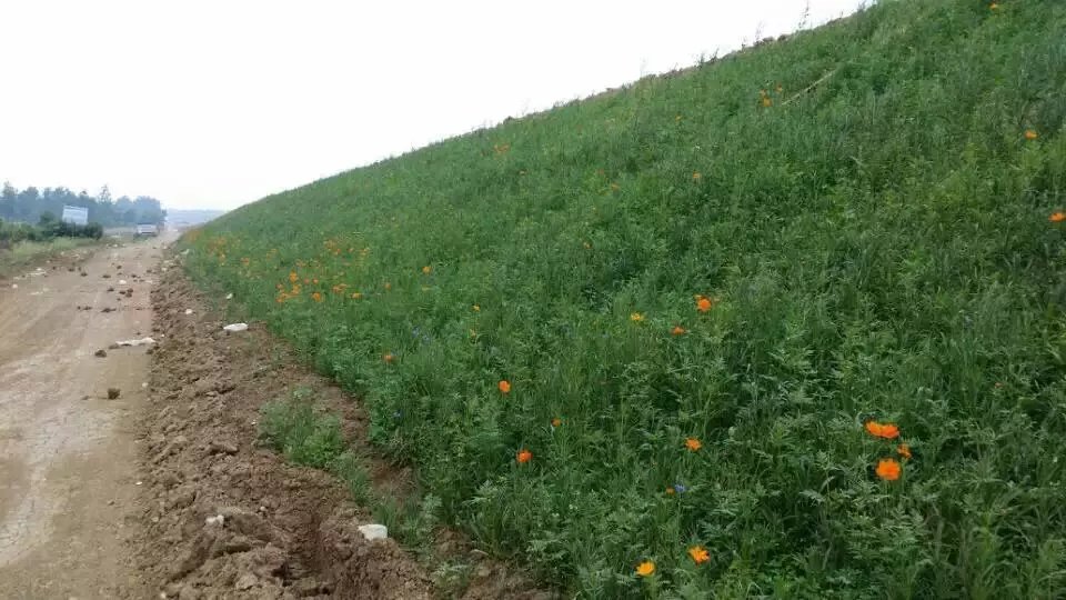 客戶提問：護坡綠化草種子怎么管理養護？