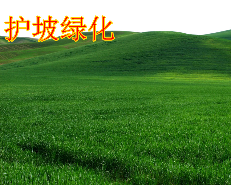 客戶提問：護坡綠化草種子怎么管理養護？