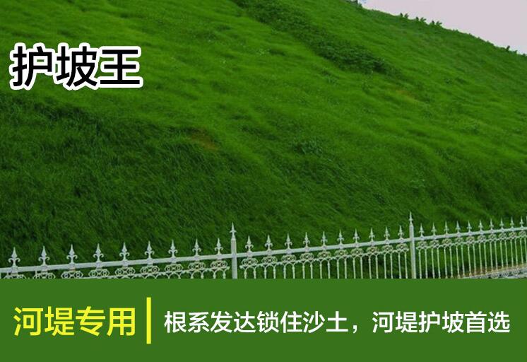 客戶提問：護坡綠化草種子怎么管理養護？