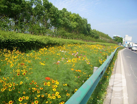 【客戶提問】：適合山東護坡的草種子有哪些呢？