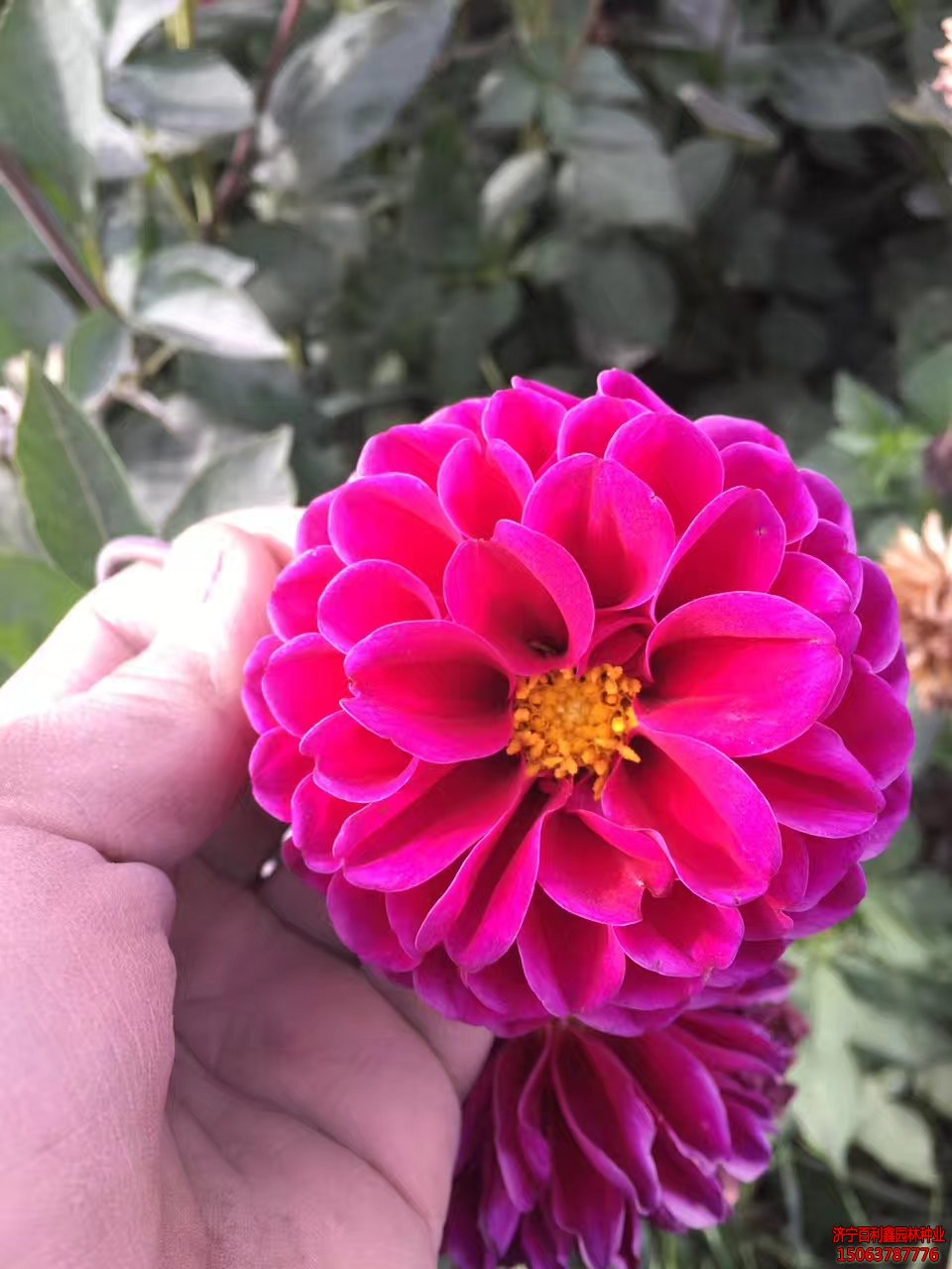 花卉常用肥料有哪些？