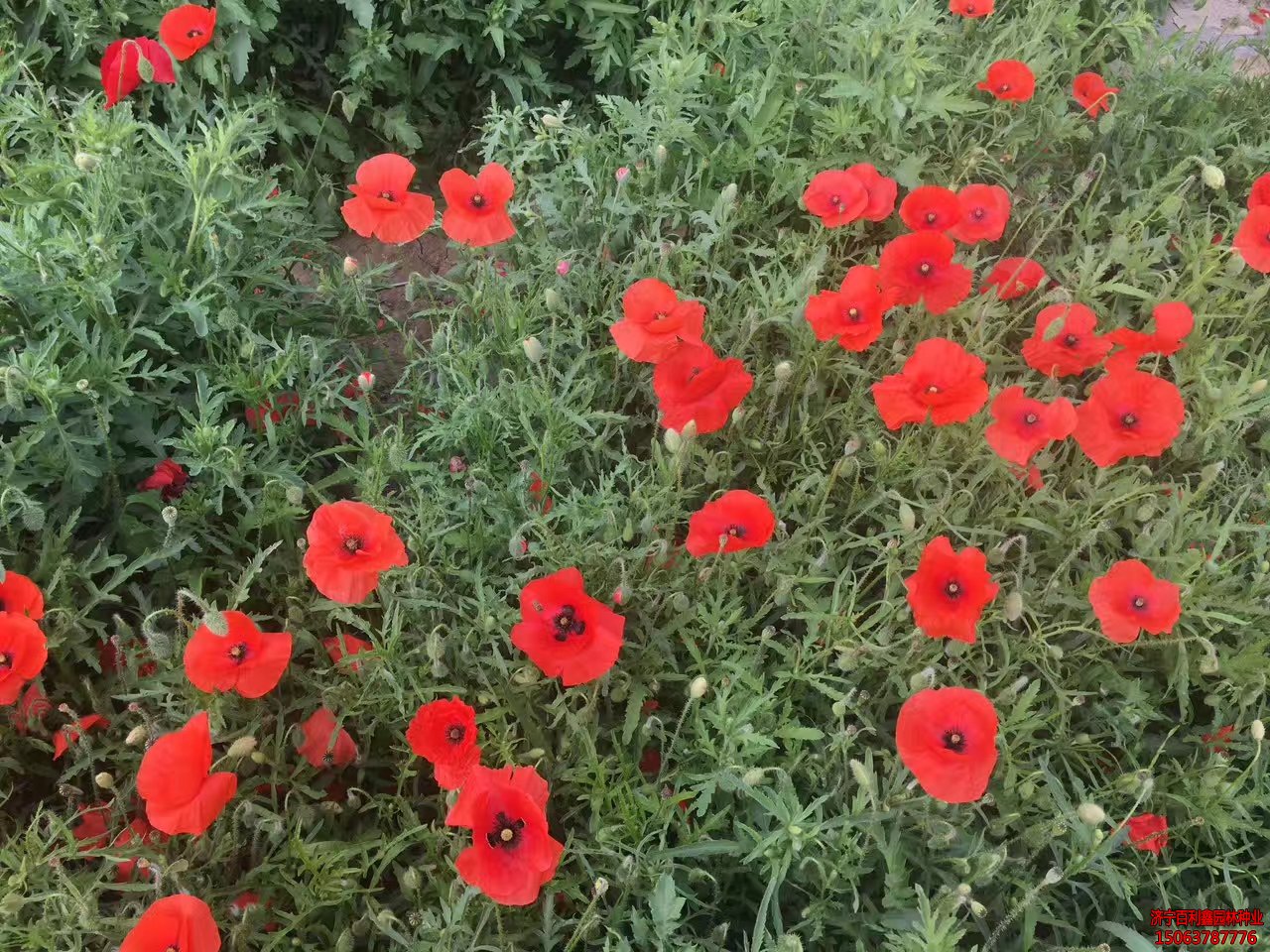 帶油皮的種子應該怎么處理才能發芽