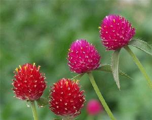 千日紅介紹及種子種植方法