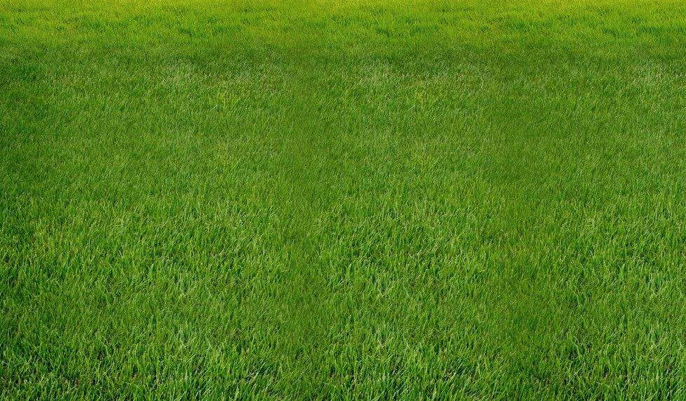 綠化草籽一斤能撒多少平方？