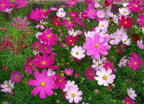波斯菊花可以春播嗎？
