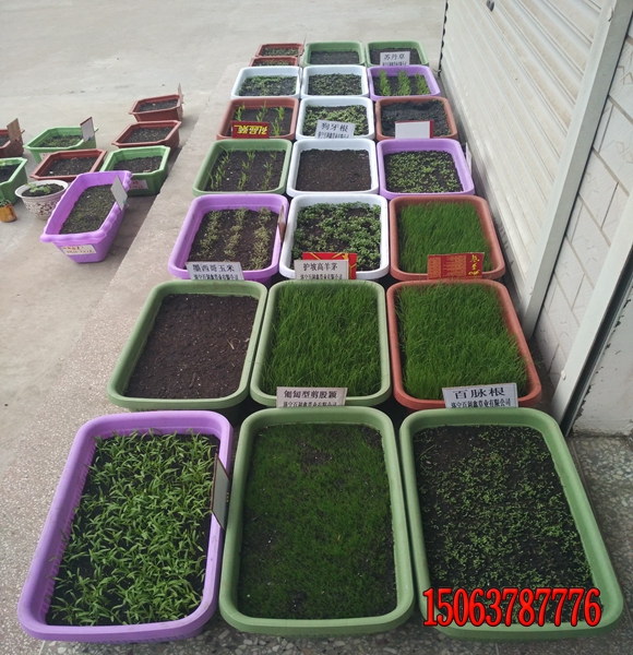 護坡需要哪些種子種植的方法？