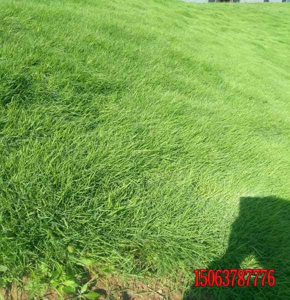 馬尼拉護坡王草皮什么時候播種好？
