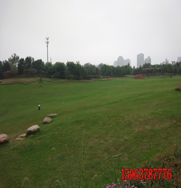 潢川縣河道護坡草種用什么樣的？