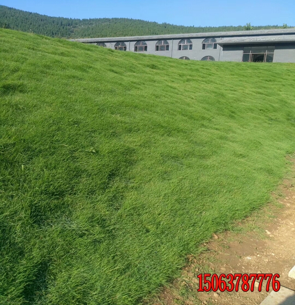 潢川縣河道護坡草種用什么樣的？