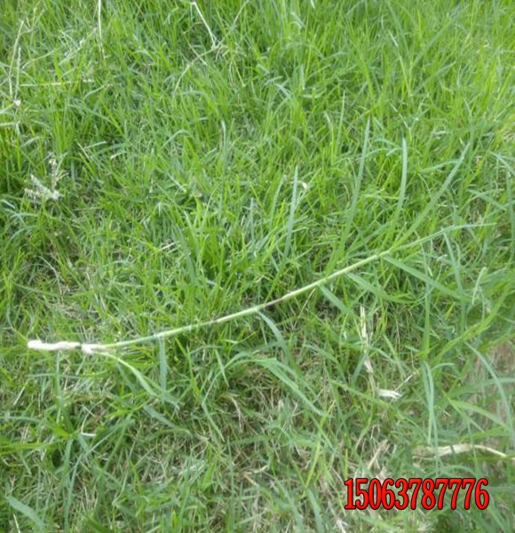 狗牙根是暖季型草坪嗎？