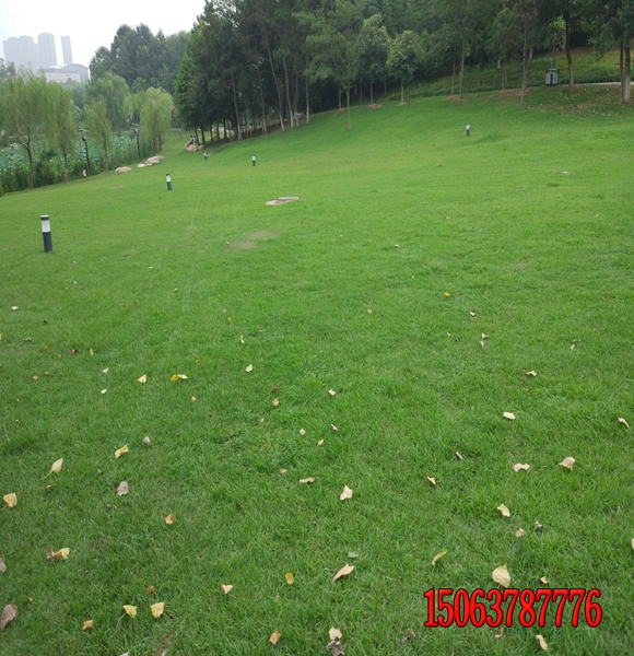 狗牙根是暖季型草坪嗎？