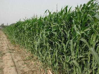 墨西哥玉米種植技術？