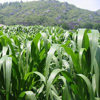 墨西哥玉米種植技術？