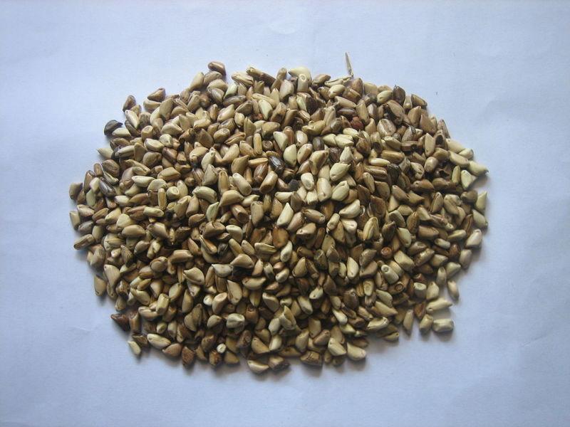 墨西哥玉米種植對土壤有什么要求？