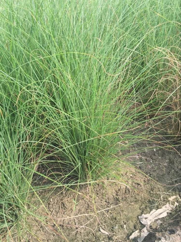 狼尾草什么時候播種？