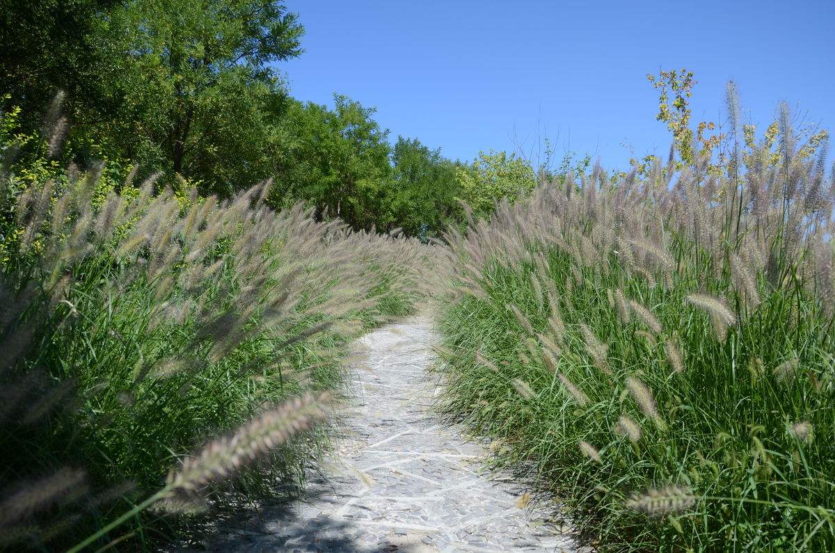 狼尾草可以移植種植嗎？