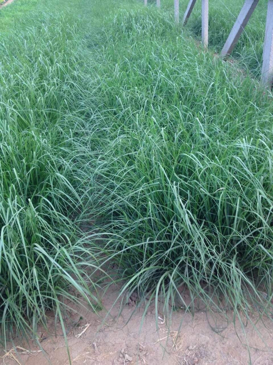 什么樣的狼尾草可以做牧草？ 