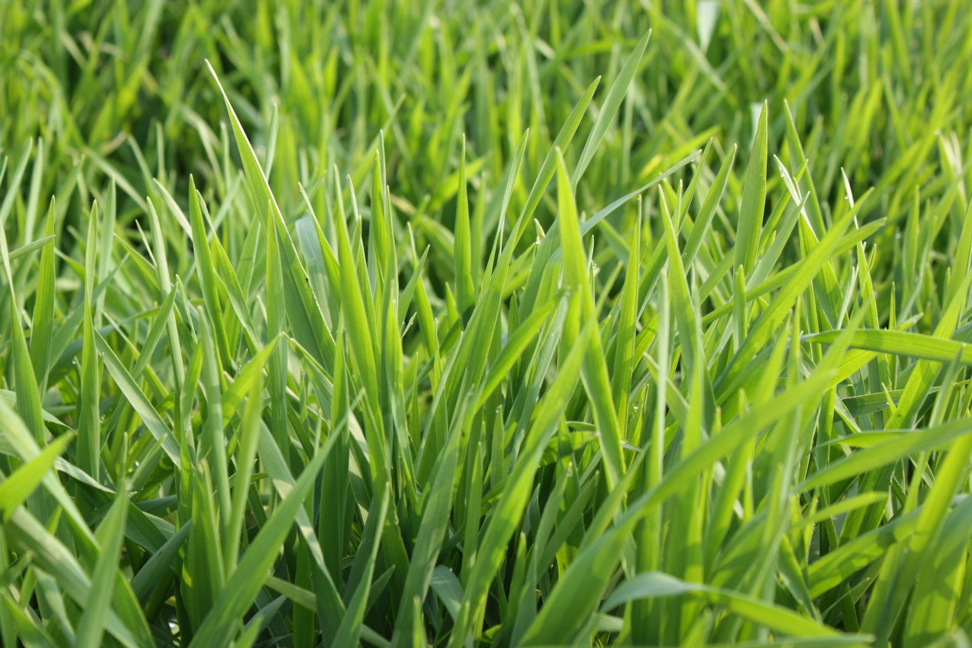 燕麥草需要什么樣的土地？