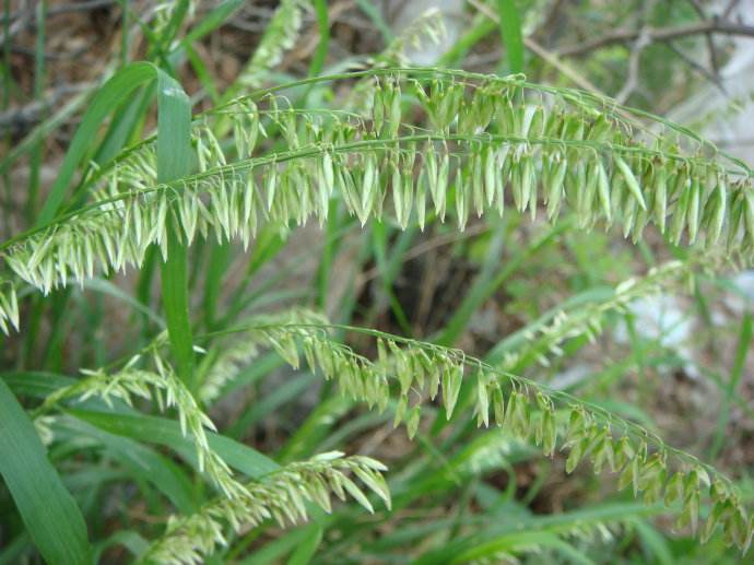 陜西省可以種植燕麥草嗎？