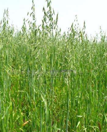 燕麥草的栽培技術要點