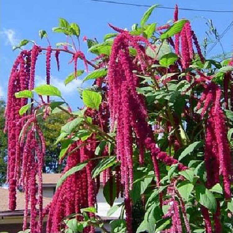 籽粒莧種植需要怎樣管理？