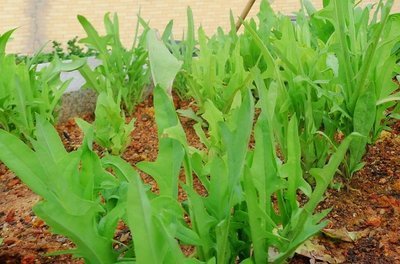 苦麥菜什么時候種植好？