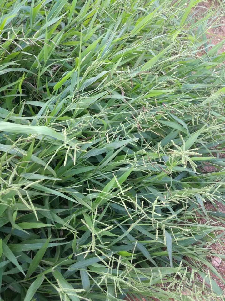 百喜草籽怎么種植?