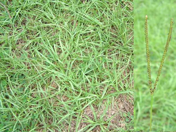 百喜草籽怎么種植?