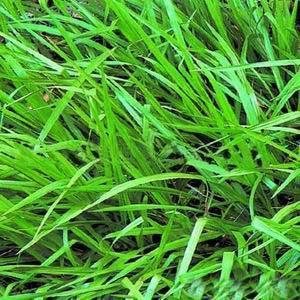 百喜草怎么養護?