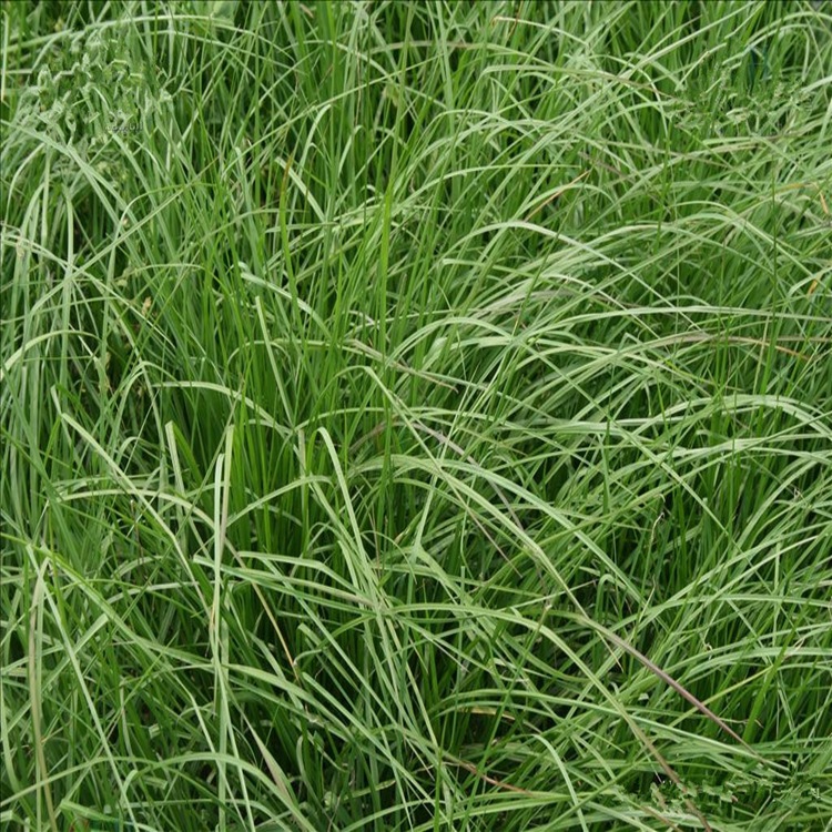 百喜草怎么養護?
