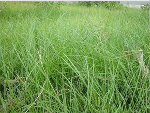 百喜草怎么養護?