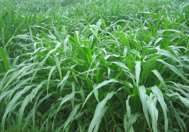 山東可以種植墨西哥玉米嗎？