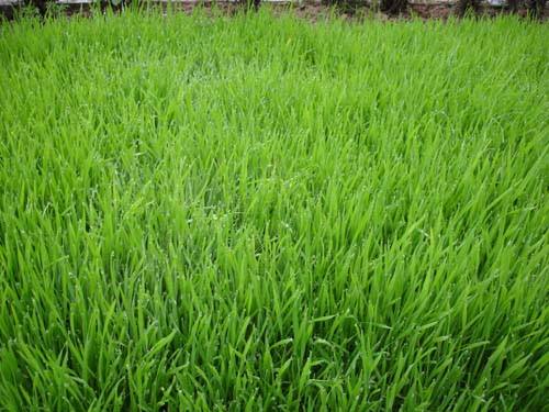 多年生黑麥草冬牧70紅白三葉草進入冬季后應該怎么管理