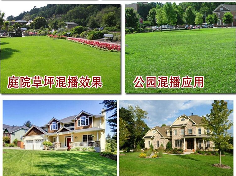 我國牧草和草坪種子生產存在哪些問題？