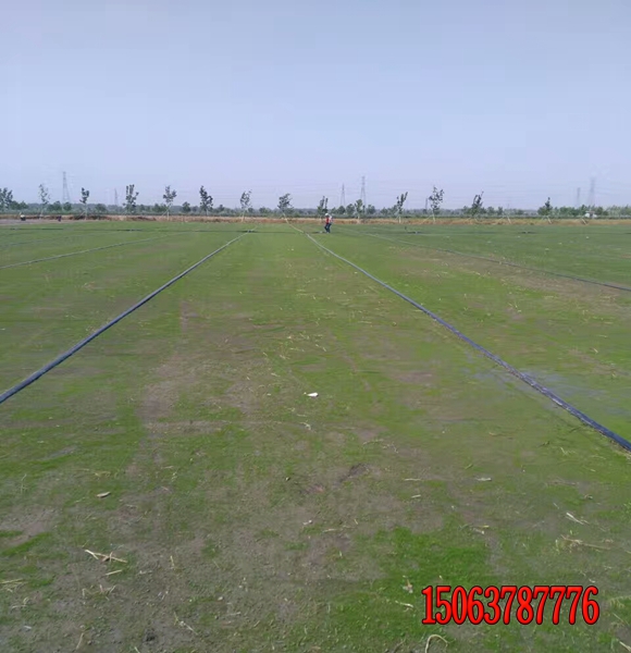 草坪草的一般特性