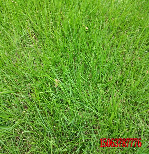 怎樣選擇草坪草？