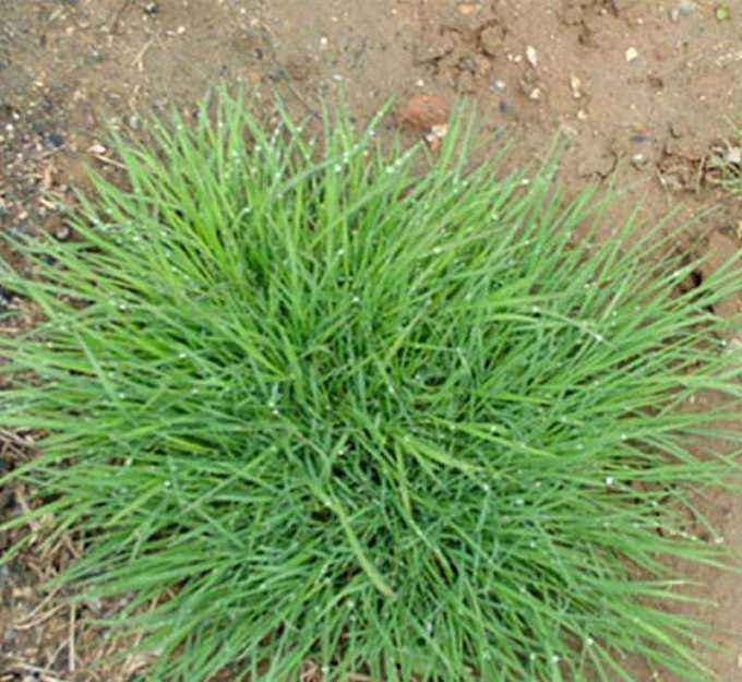 高爾夫球場可以種植剪股穎草坪嗎？