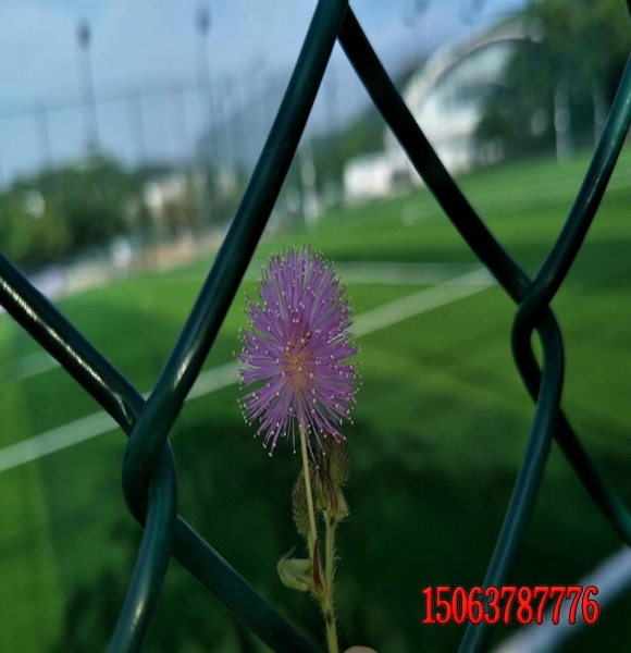 工程邊坡植草發芽率高的種子價格