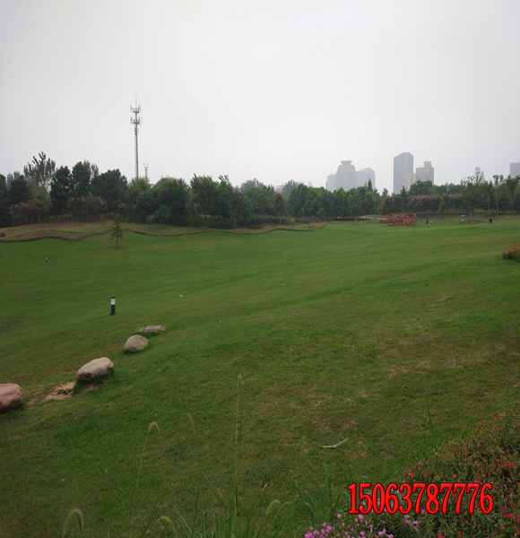 高速公路邊坡黑麥草發芽率好的去哪里買